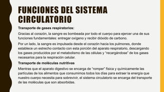 FUNCIONES DEL SISTEMA
CIRCULATORIO
Transporte de gases respiratorios:
Gracias al corazón, la sangre es bombeada por todo el cuerpo para ejercer una de sus
funciones fundamentales: entregar oxígeno y recibir dióxido de carbono.
Por un lado, la sangre es impulsada desde el corazón hacia los pulmones, donde
establece un estrecho contacto con esta porción del aparato respiratorio, descargando
los gases producidos por el metabolismo de las células y “recargándose” de los gases
necesarios para la respiración celular.
Transporte de moléculas nutritivas
Mientras que el aparato digestivo se encarga de “romper” física y químicamente las
partículas de los alimentos que consumimos todos los días para extraer la energía que
nuestro cuerpo necesita para sobrevivir, el sistema circulatorio se encarga del transporte
de las moléculas que son absorbidas.
 