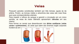 Veias
Possuem paredes constituídas também por três túnicas, iguais às da
artéria. Porém, as túnicas média e adventícia das veias são mais finas
que suas correspondentes arteriais.
Para impedir o refluxo de sangue e garantir a circulação em um único
sentido, as veias de maior diâmetro apresentam válvulas em seu
interior.
Para formar os canais que desembocam nos átrios cardíacos (veias
cavas e pulmonares), as veias que saem dos diversos órgão corporais
fundem-se em vasos de calibre cada vez maior.
 