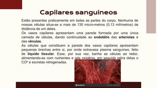 Capilares sanguineos
Estão presentes praticamente em todas as partes do corpo. Nenhuma de
nossas células situa-se a mais de 130 micro-metros (0,13 milímetros) de
distância de um deles.
Os vasos capilares apresentam uma parede formada por uma única
camada de células, dando continuidade ao endotélio das arteríolas e
das vênulas.
As células que constituem a parede dos vasos capilares apresentam
pequenas brechas entre si, por onde extravasa plasma sanguíneo, feito
de líquido tissular. Esse, por sua vez, banha as células ao redor,
alimentando-as com nutrientes e gás oxigênio, em seguida retira delas o
CO² e excretas nitrogenadas.
 
