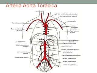 Artéria Aorta Torácica
 