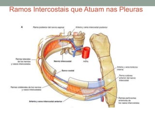 Ramos Intercostais que Atuam nas Pleuras
 