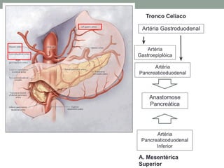 Artéria Gastroduodenal
Artéria
Gastroepiplóica
Artéria
Pancreaticoduodenal
Anastomose
Pancreática
Artéria
Pancreaticoduodenal
Inferior
Tronco Celíaco
A. Mesentérica
Superior
 