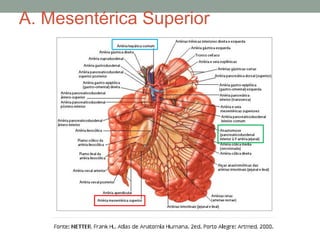 A. Mesentérica Superior
 