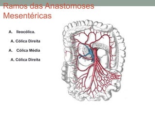 Ramos das Anastomoses
Mesentéricas
A. Ileocólica.
A. Cólica Direita
A. Cólica Média
A. Cólica Direita
 