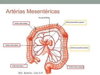 Artérias Mesentéricas
MSc. Romeiro, Caio A.P.
 