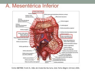 A. Mesentérica Inferior
 