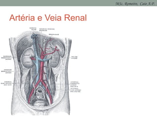 Artéria e Veia Renal
MSc. Romeiro, Caio A.P.
 