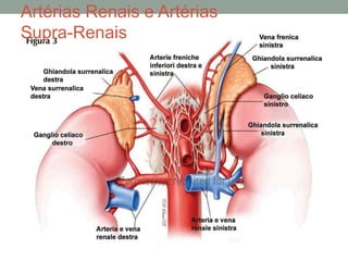 Artérias Renais e Artérias
Supra-Renais
 