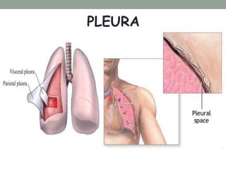 PLEURA
 