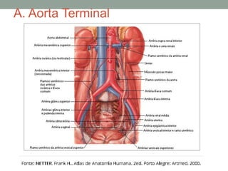 A. Aorta Terminal
 