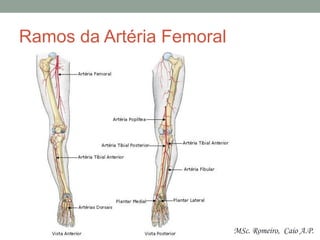 Ramos da Artéria Femoral
MSc. Romeiro, Caio A.P.
 