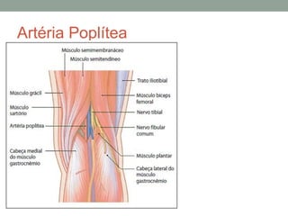 Artéria Poplítea
 