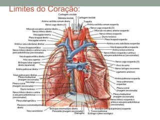 Limites do Coração:
 