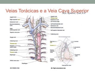 Veias Torácicas e a Veia Cava Superior
MSc. Romeiro, Caio A.P.
 
