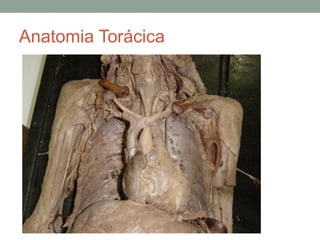 Anatomia Torácica
 
