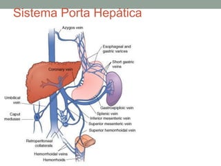 Sistema Porta Hepática
 