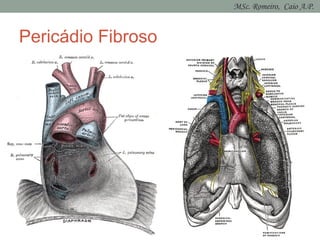 Pericádio Fibroso
MSc. Romeiro, Caio A.P.
 