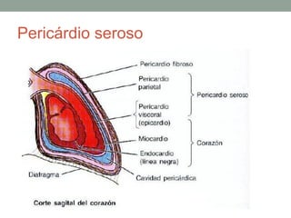 Pericárdio seroso
 