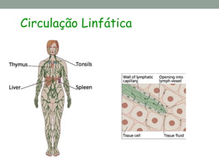 Circulação Linfática
 