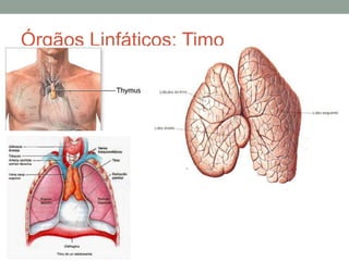 Órgãos Linfáticos: Timo
 