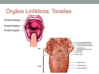 Órgãos Linfáticos: Tonsilas
 