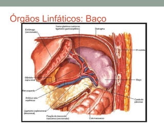 Órgãos Linfáticos: Baço
 