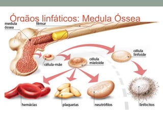 Órgãos linfáticos: Medula Óssea
 