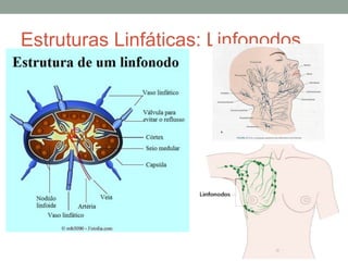 Estruturas Linfáticas: Linfonodos
 
