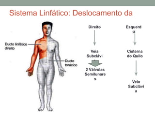 Sistema Linfático: Deslocamento da
Linfa Direito Esquerd
o
Veia
Subclávi
a
2 Válvulas
Semilunare
s
Veia
Subclávi
a
Cisterna
do Quilo
 