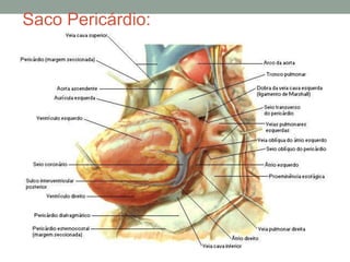 Saco Pericárdio:
 