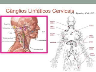 Gânglios Linfáticos Cervicais
MSc. Romeiro, Caio A.P.
 