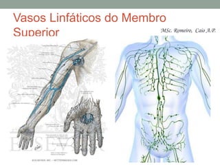 Vasos Linfáticos do Membro
Superior MSc. Romeiro, Caio A.P.
 