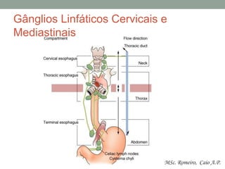 Gânglios Linfáticos Cervicais e
Mediastinais
MSc. Romeiro, Caio A.P.
 
