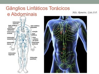 Gânglios Linfáticos Torácicos
e Abdominais
MSc. Romeiro, Caio A.P.
 