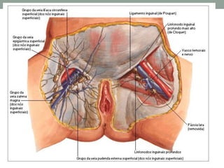 Sistema Circulatorio.pdf