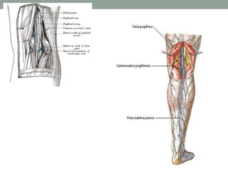 Sistema Circulatorio.pdf