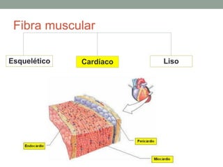 Fibra muscular
Esquelético Liso
Cardíaco
 