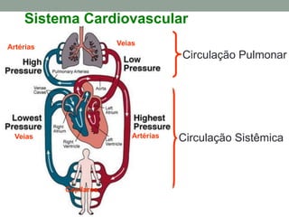Sistema Cardiovascular
Circulação Pulmonar
Circulação Sistêmica
Veias
Artérias
Veias
Capilares
Artérias
 