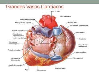 Grandes Vasos Cardíacos
 
