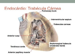 Endocárdio: Trabécula Cárnea
 