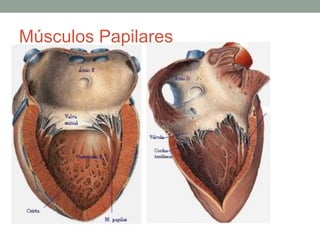 Músculos Papilares
 