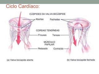 Ciclo Cardíaco:
 