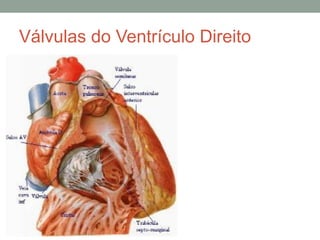 Válvulas do Ventrículo Direito
 