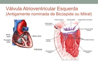 Válvula Atrioventricular Esquerda
(Antigamente nominada de Bicúspide ou Mitral)
 