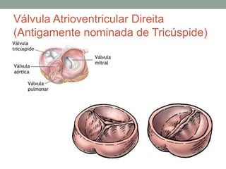 Válvula Atrioventricular Direita
(Antigamente nominada de Tricúspide)
 