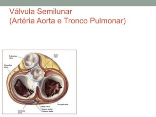 Válvula Semilunar
(Artéria Aorta e Tronco Pulmonar)
 