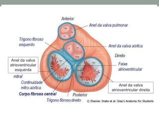Anel da valva
atrioventricular
esquerda
Anel da valva
atrioventricular direita
 