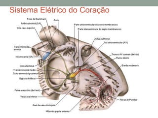 Sistema Elétrico do Coração
 