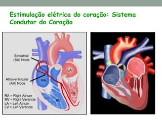 Estimulação elétrica do coração: Sistema
Condutor do Coração
 