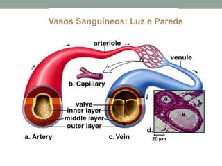 Vasos Sanguíneos: Luz e Parede
 